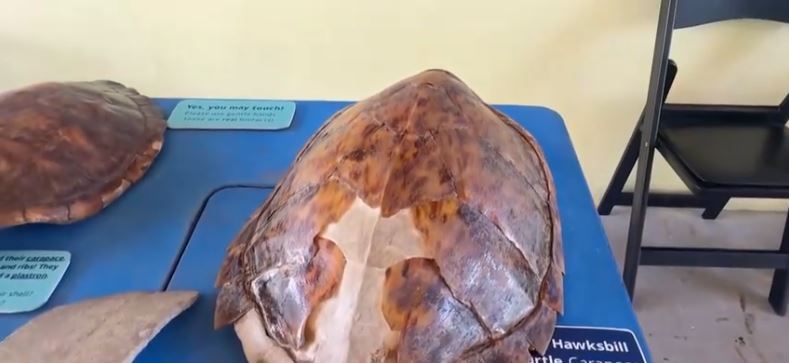 Sixty-three-year-old Addison Mullen is accused of trying to sell a rare Hawksbill sea turtle shell on Facebook Marketplace for $2