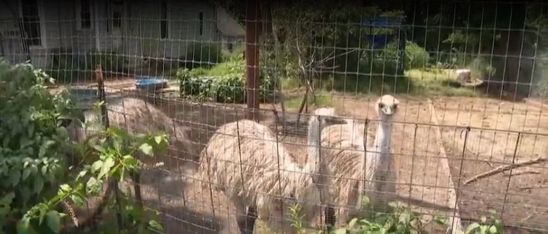 A McKeesport family is relocating their emus and other animals after their 2-year-old emu Barb was killed by their neighbor’s two pit bulls