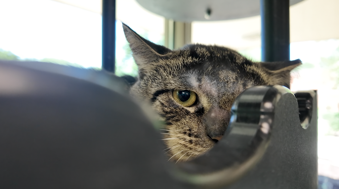 More than 60 cats have been rescued from a hoarding situation on Gaylord Street in Redford Township