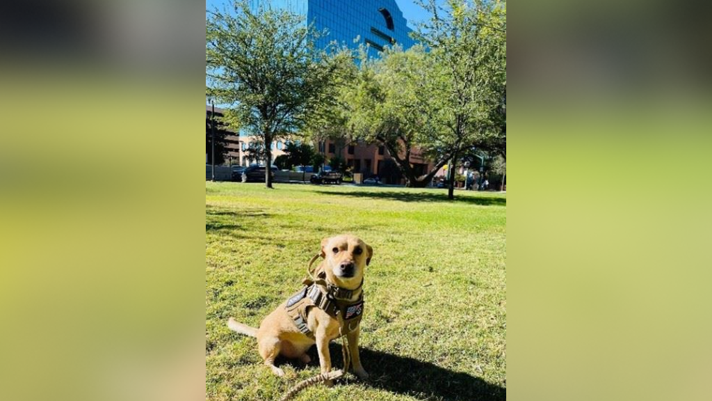 Rescued therapy dog ‘Buddy’ brings comfort to court victims in El Paso