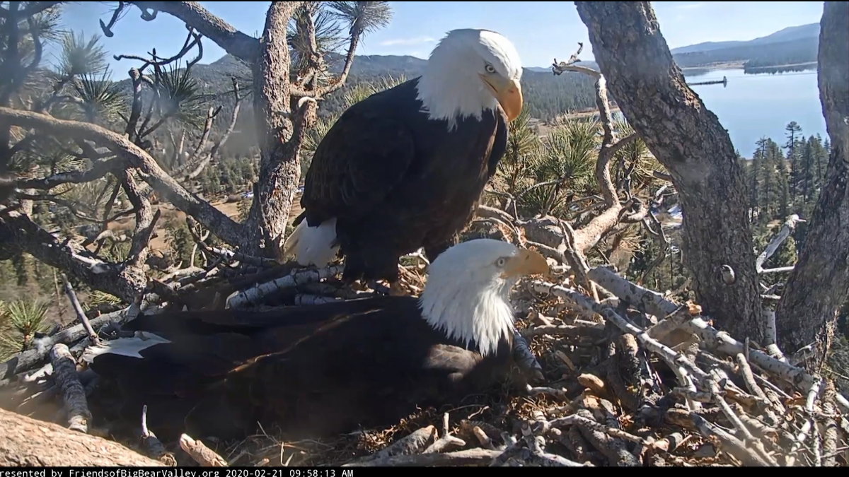 The rescue of Big Bears beloved bald eagle