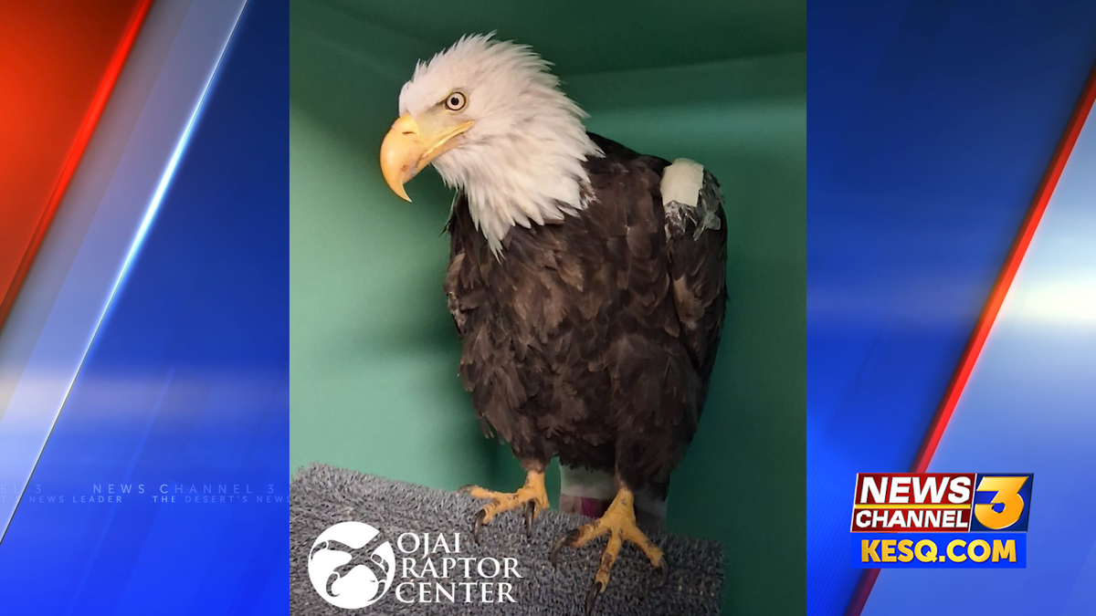 Big Bear Lake Bald Eagle Jackie moved out of ICU