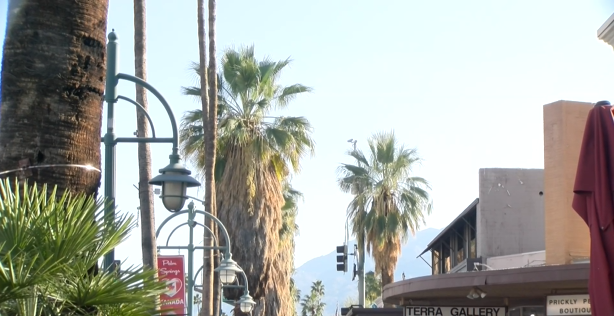 Palm Springs-based nonprofit to oppose city’s proposed palm tree trimming