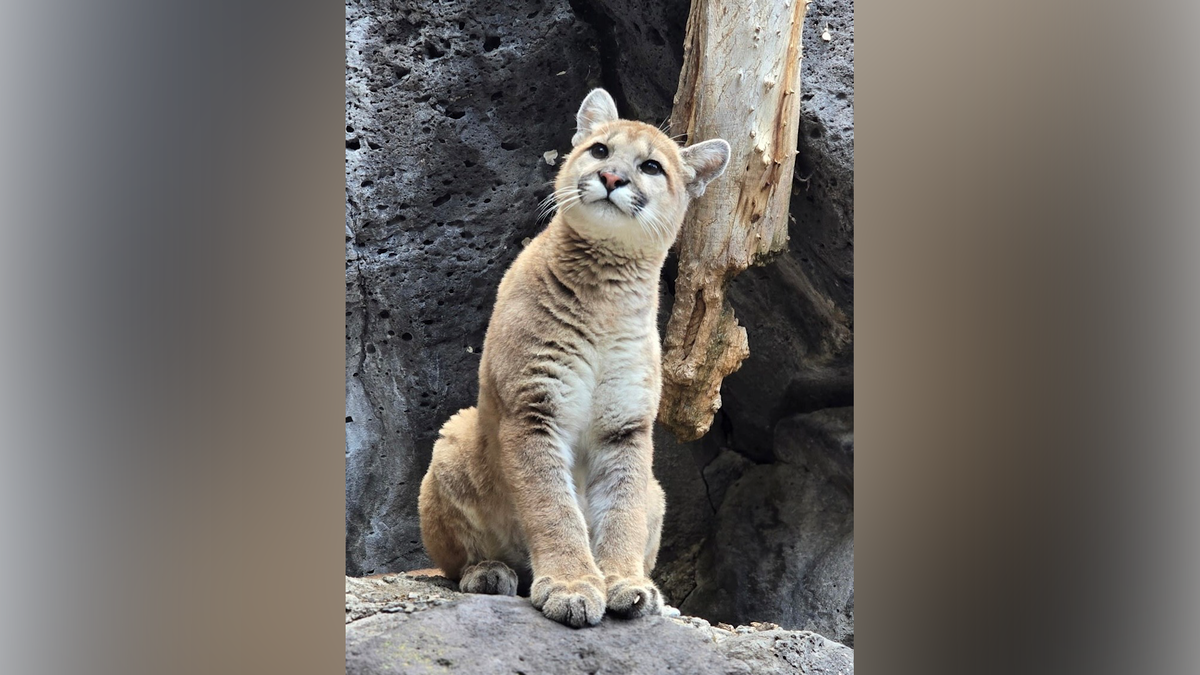 Zoo Idaho to Reveal Name of Rescued Cougar Kitten Friday