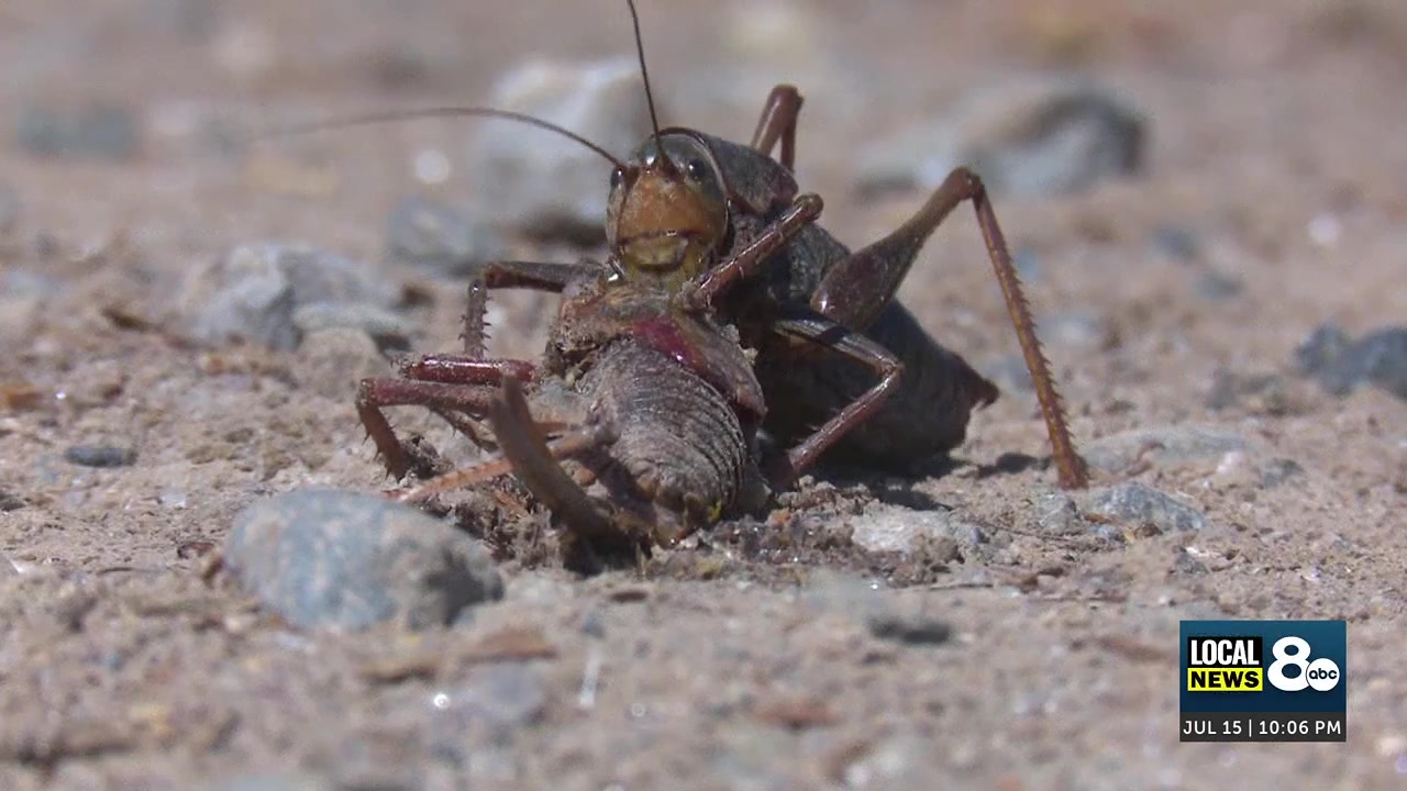 Mild winter triggers major Mormon cricket infestation in Fremont County