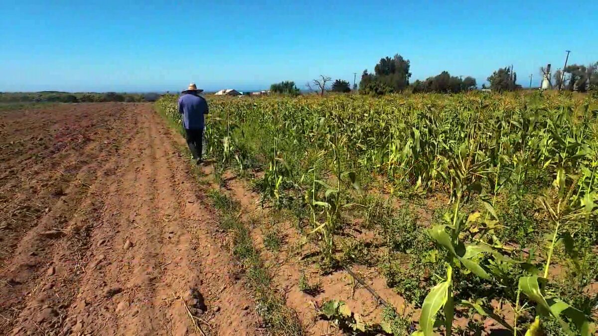 Farm to Foodbank Tops 718