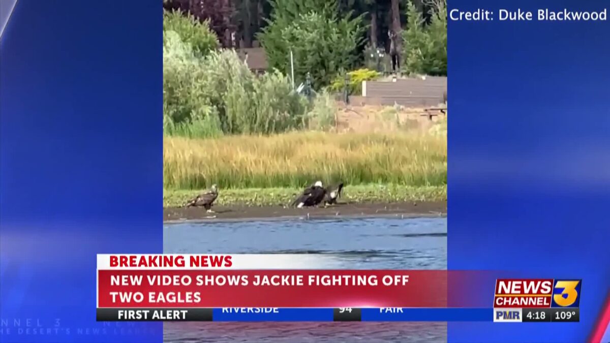 Big Bear bald eagle believed to be Jackie recovering after suffering injuries in attack