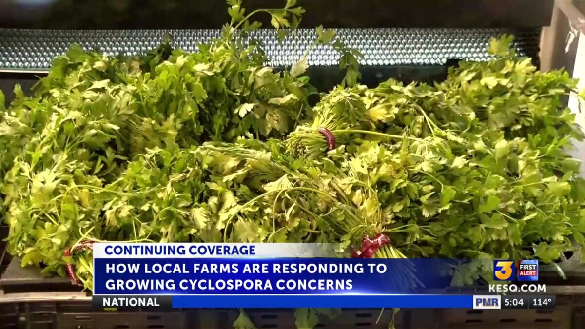 How local farms are responding to growing Cyclospora concerns