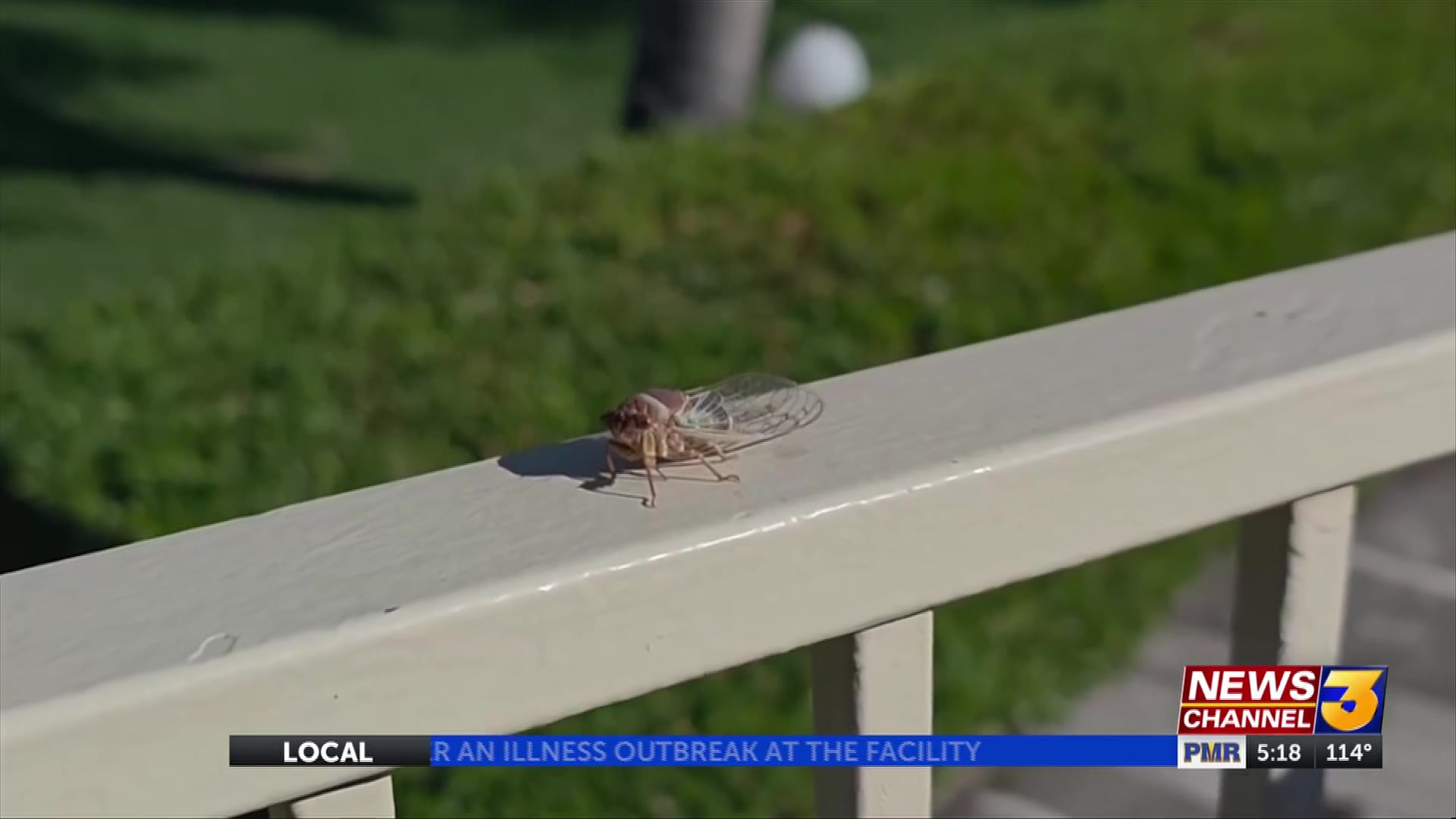 Why are cicadas so loud right now?