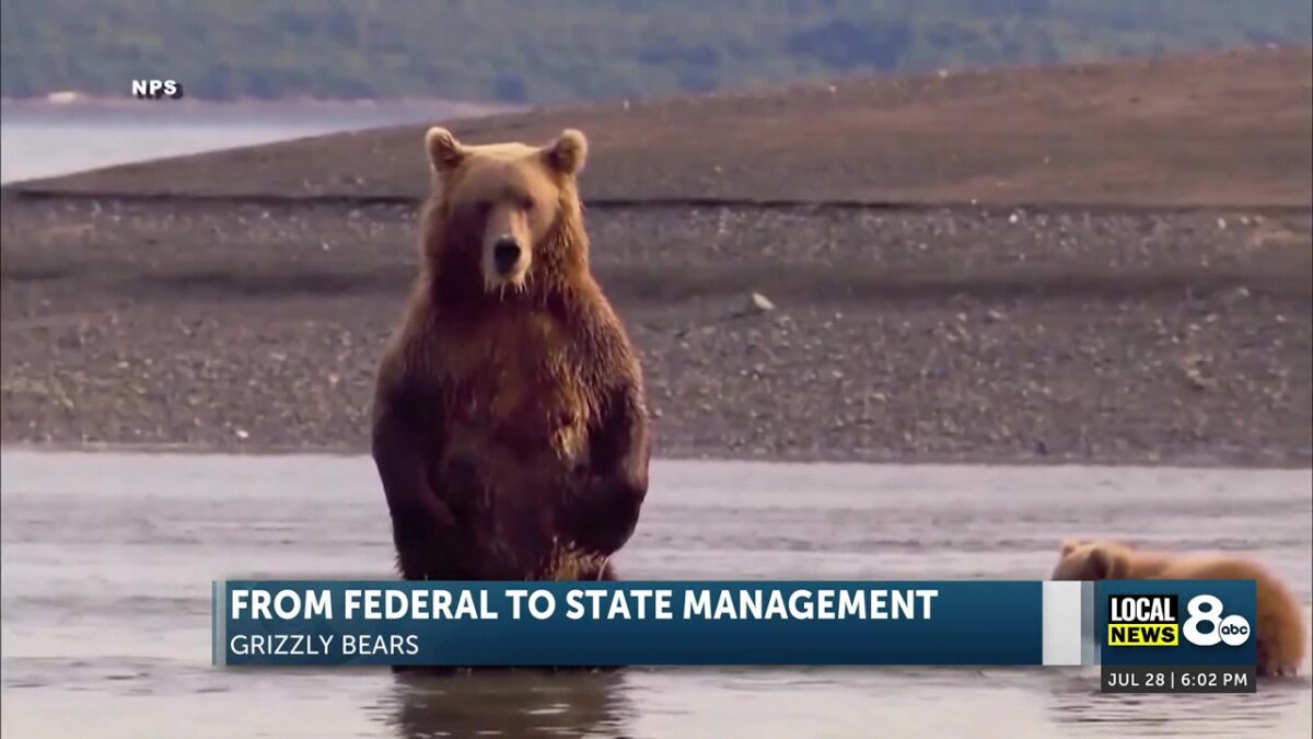 States may soon manage grizzly bears after exceeding recovery goals
