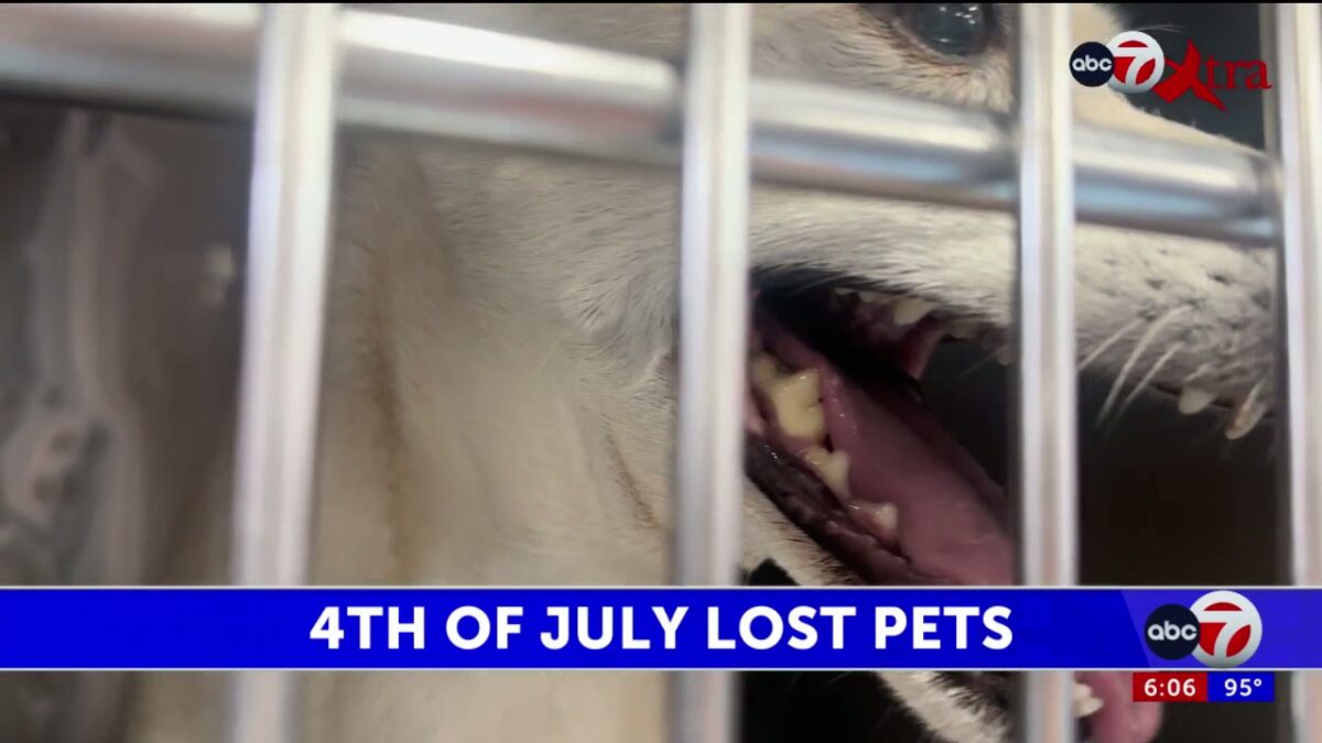 El Paso Animal Services sees influx of lost dogs after Fourth of July fireworks