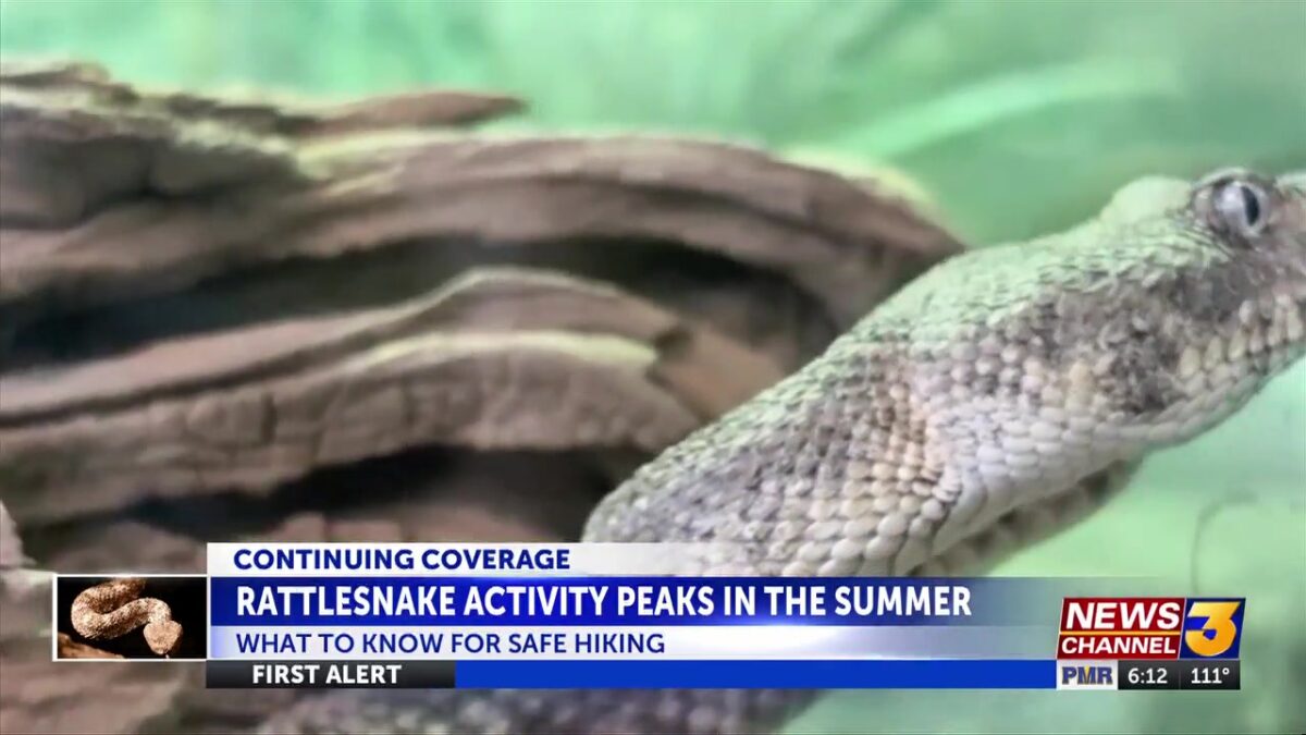 Rattlesnake activity increasing on desert trails