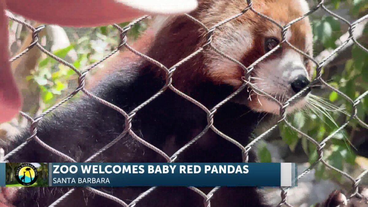 Santa Barbara Zoo Welcomes the Birth of Two Rare Red Panda Cubs