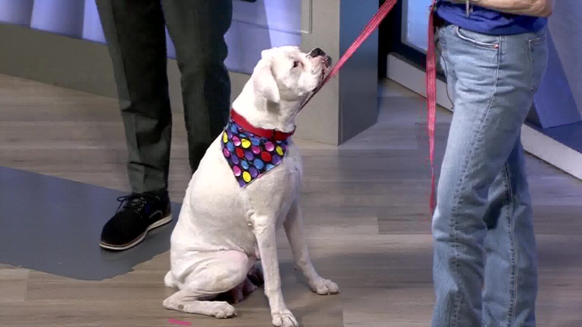 A “Berry” good dog and 3 of her puppies are available for adoption at Santa Barbara Humane
