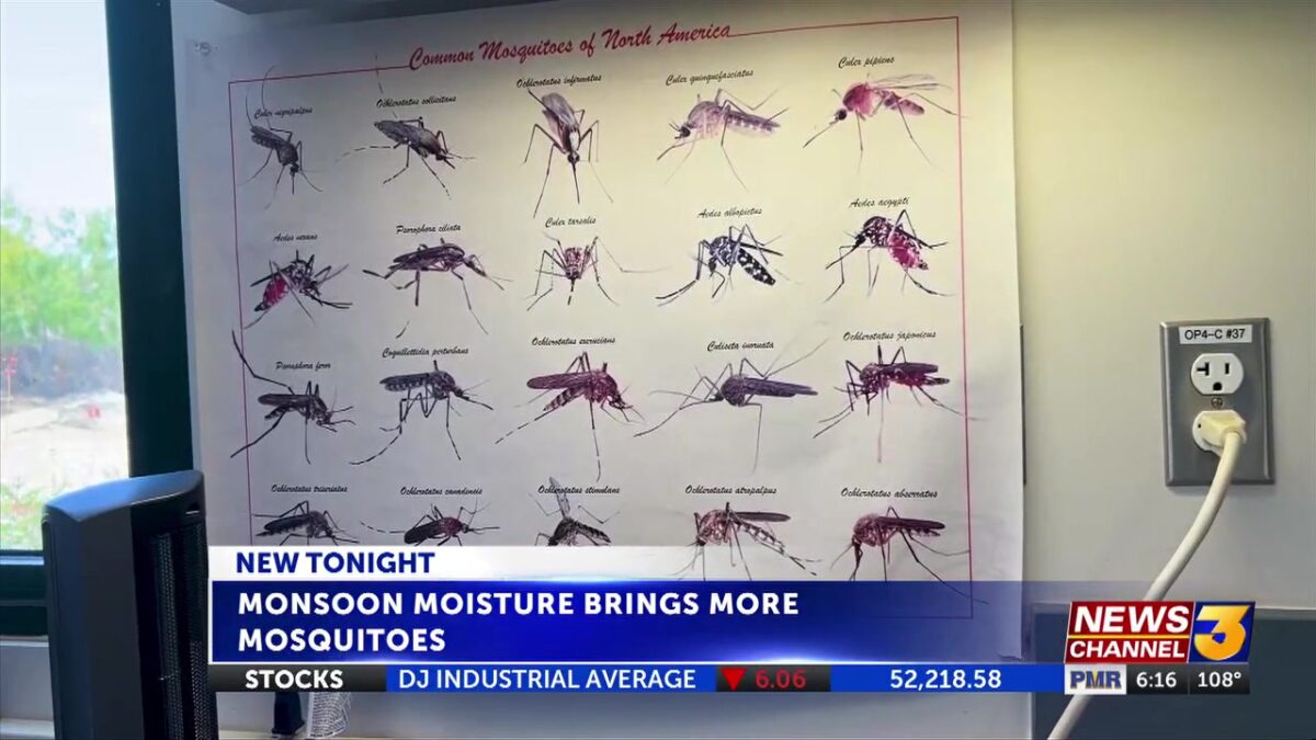 Monsoon moisture brings more than humidity – it brings more mosquitoes