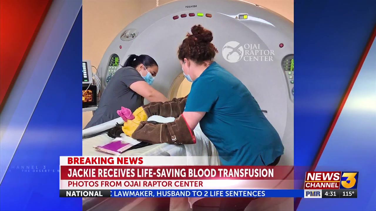 Big Bear bald eagle receives successful life-saving transfusion; condition remains critical