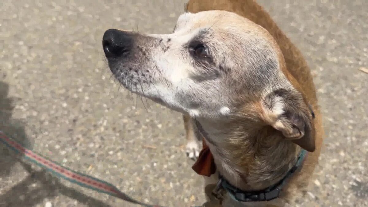 Santa Barbara Humane Warns of July 4th Lost Pet Escapes