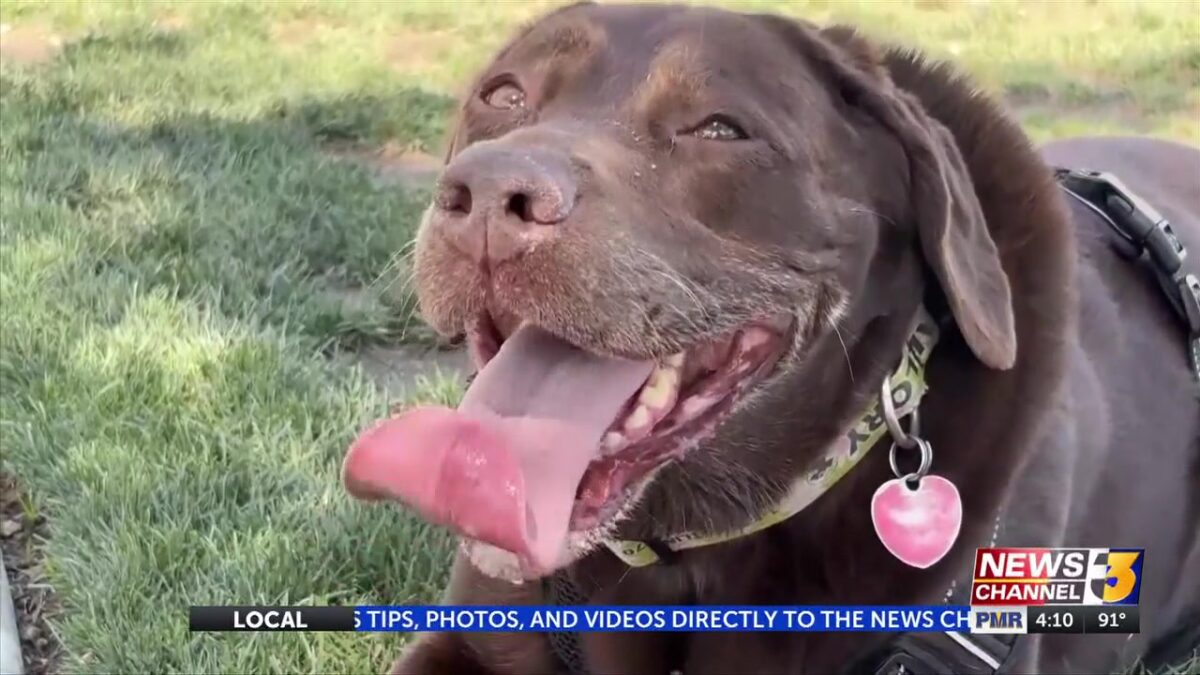 Keeping pets safe during Fourth of July fireworks