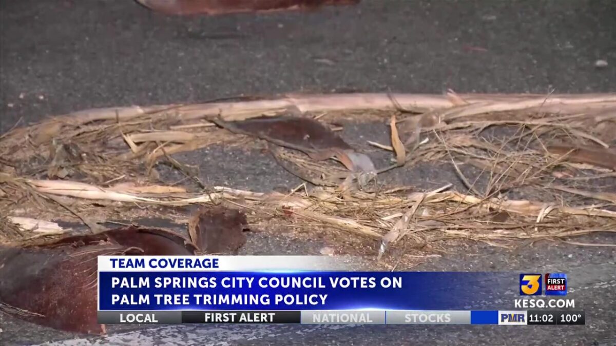 Palm Springs City Council approves controversial palm tree trimming policy with preservation exceptions