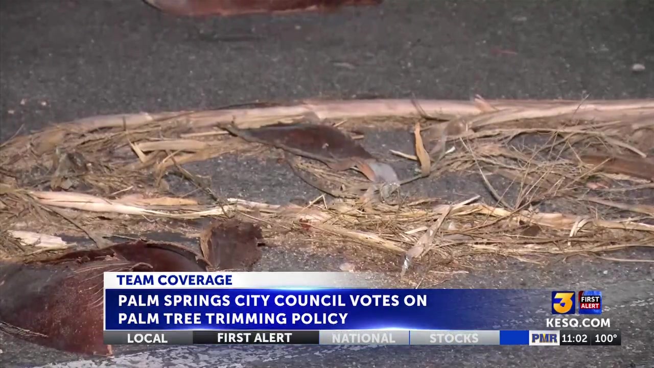 Palm Springs City Council approves controversial palm tree trimming policy with preservation exceptions