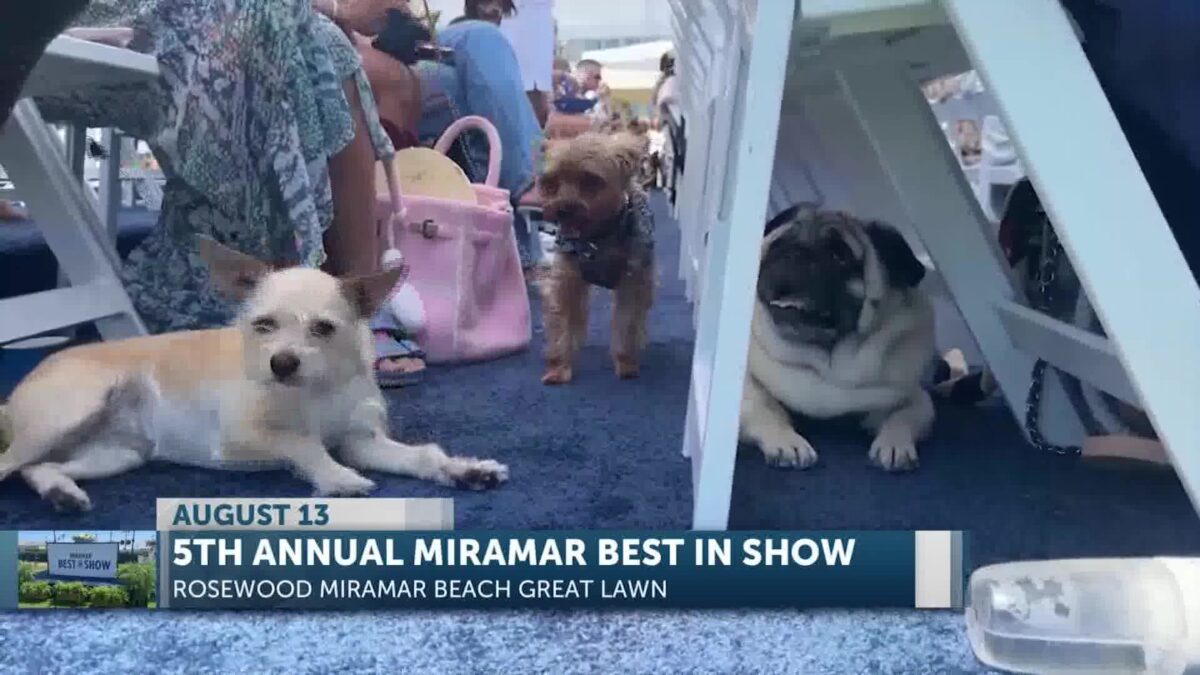 Miramar Best in Show returns for 5th year in Montecito in August