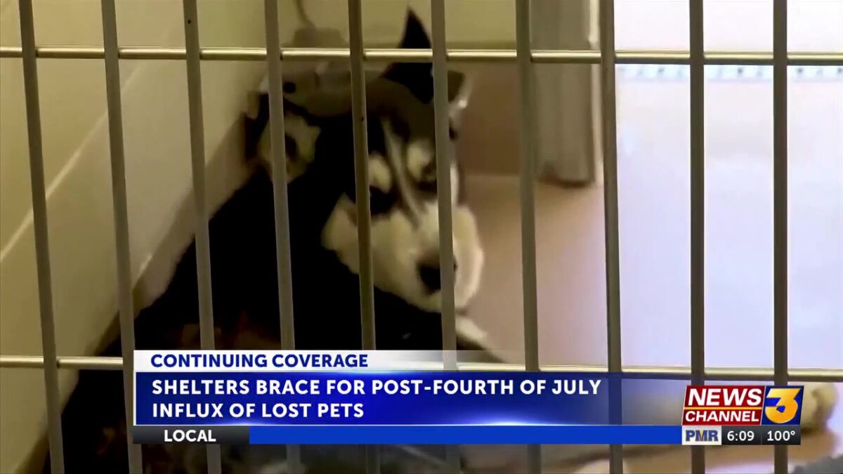 Shelters brace for post-Fourth of July influx of lost pets caused by fireworks