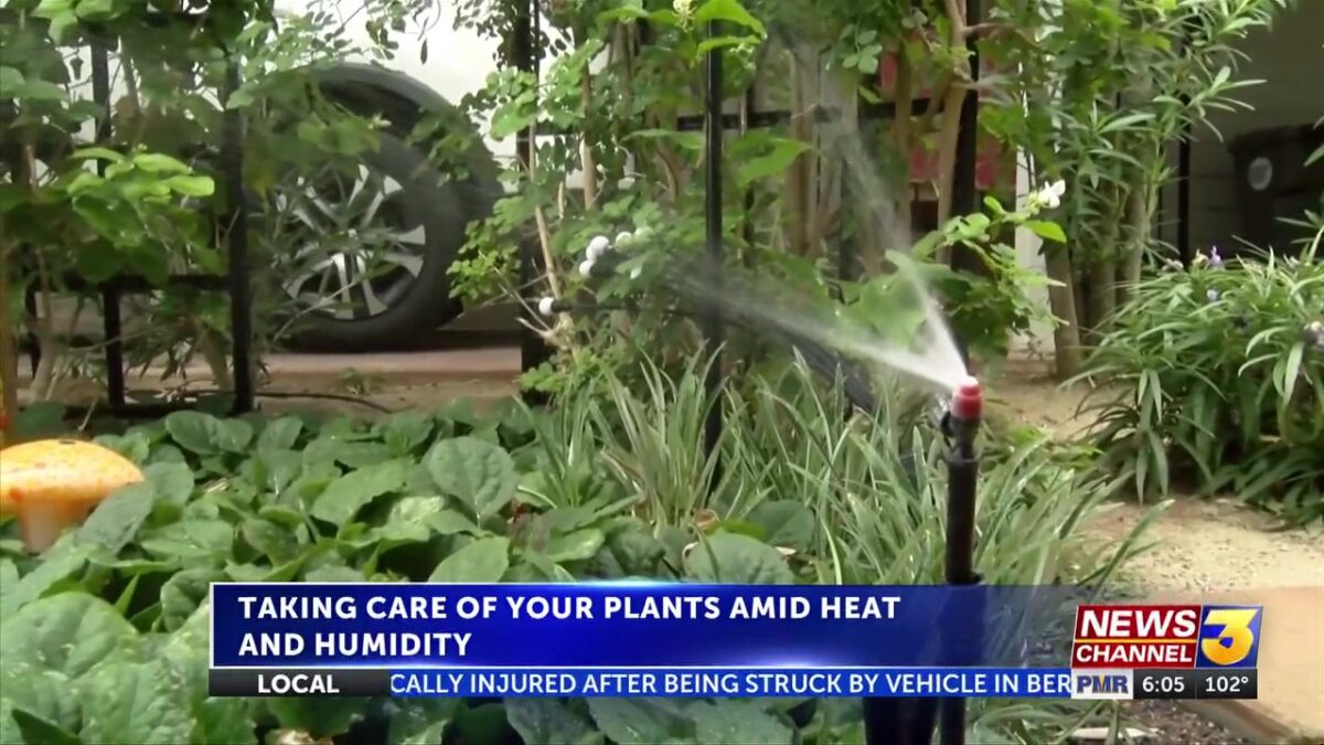 Landscapers advise adjusting plant watering schedule with humid conditions