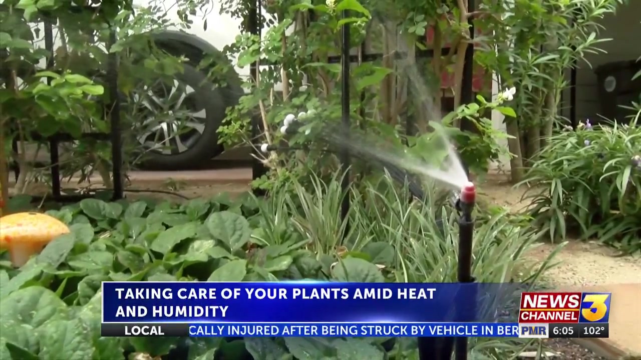 Landscapers advise adjusting plant watering schedule with humid conditions