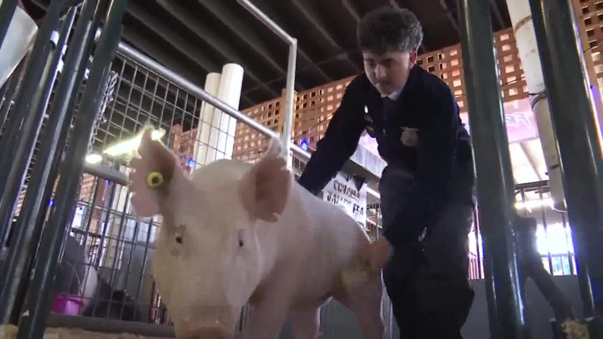 Local non-profit helping feed people in need through Santa Barbara County Fair livestock donations