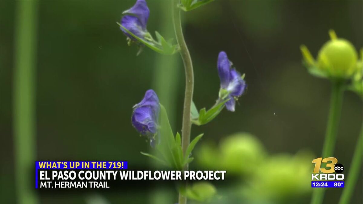 Local photographer creates ‘wildflower project’ to help people explore Colorado’s native flowers