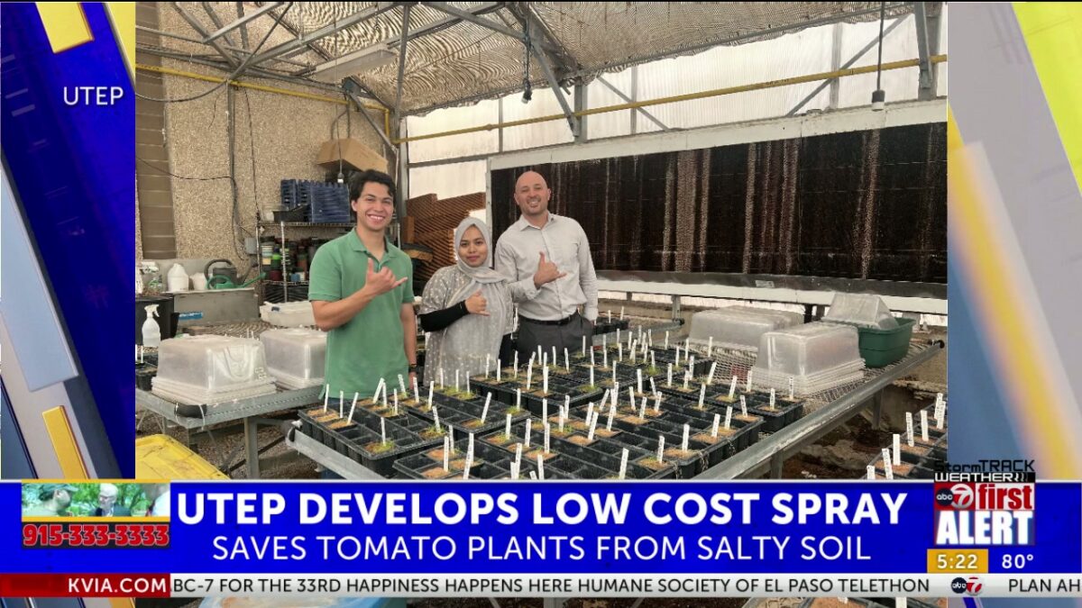 UTEP researcher helps develops low-cost spray to save tomato plants from salty soil