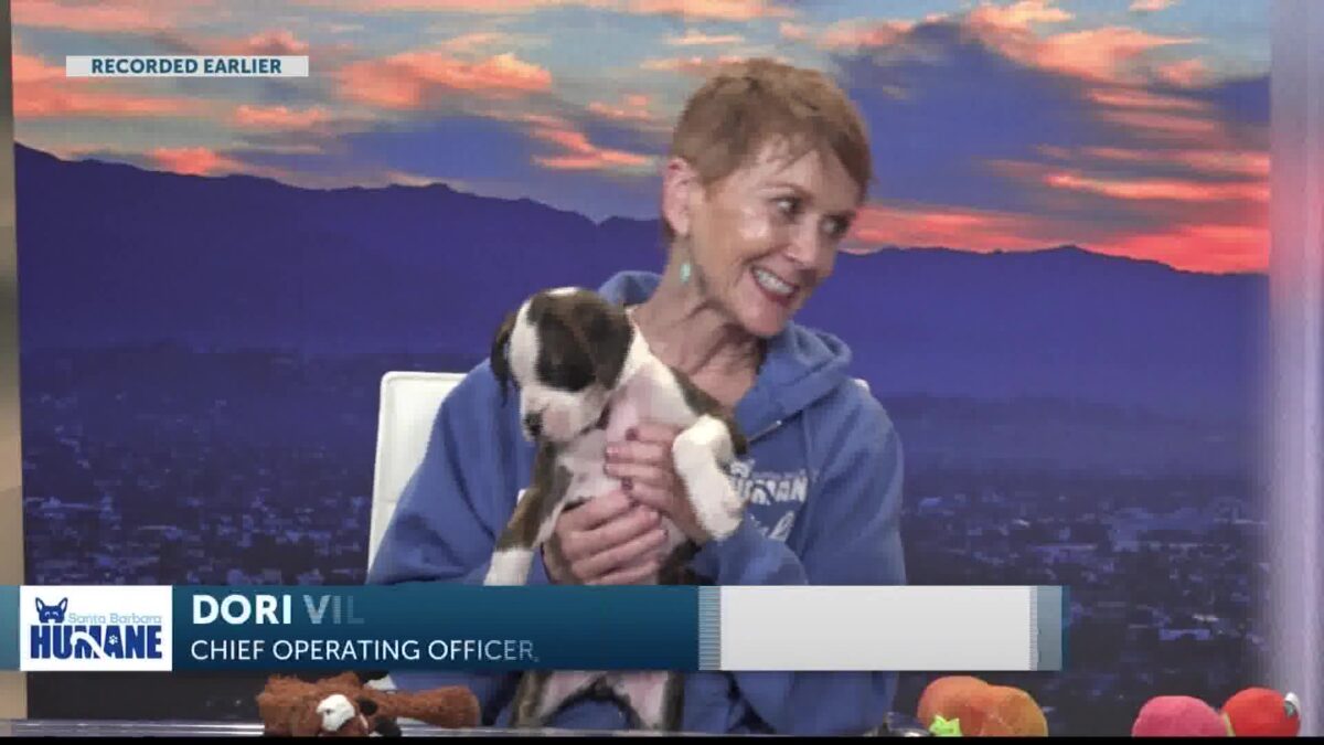 Meet the adorable boxer puppies you’ll want to snuggle from Santa Barbara Humane