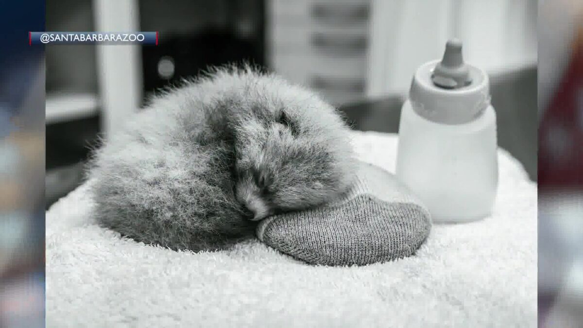 Santa Barbara Zoo Announces its Second Red Panda Cub Has Died