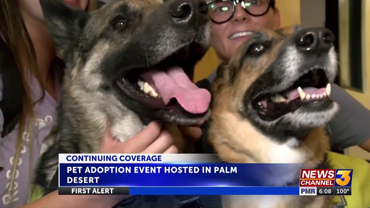 Community gathers for pet adoption event where families meet furry friends