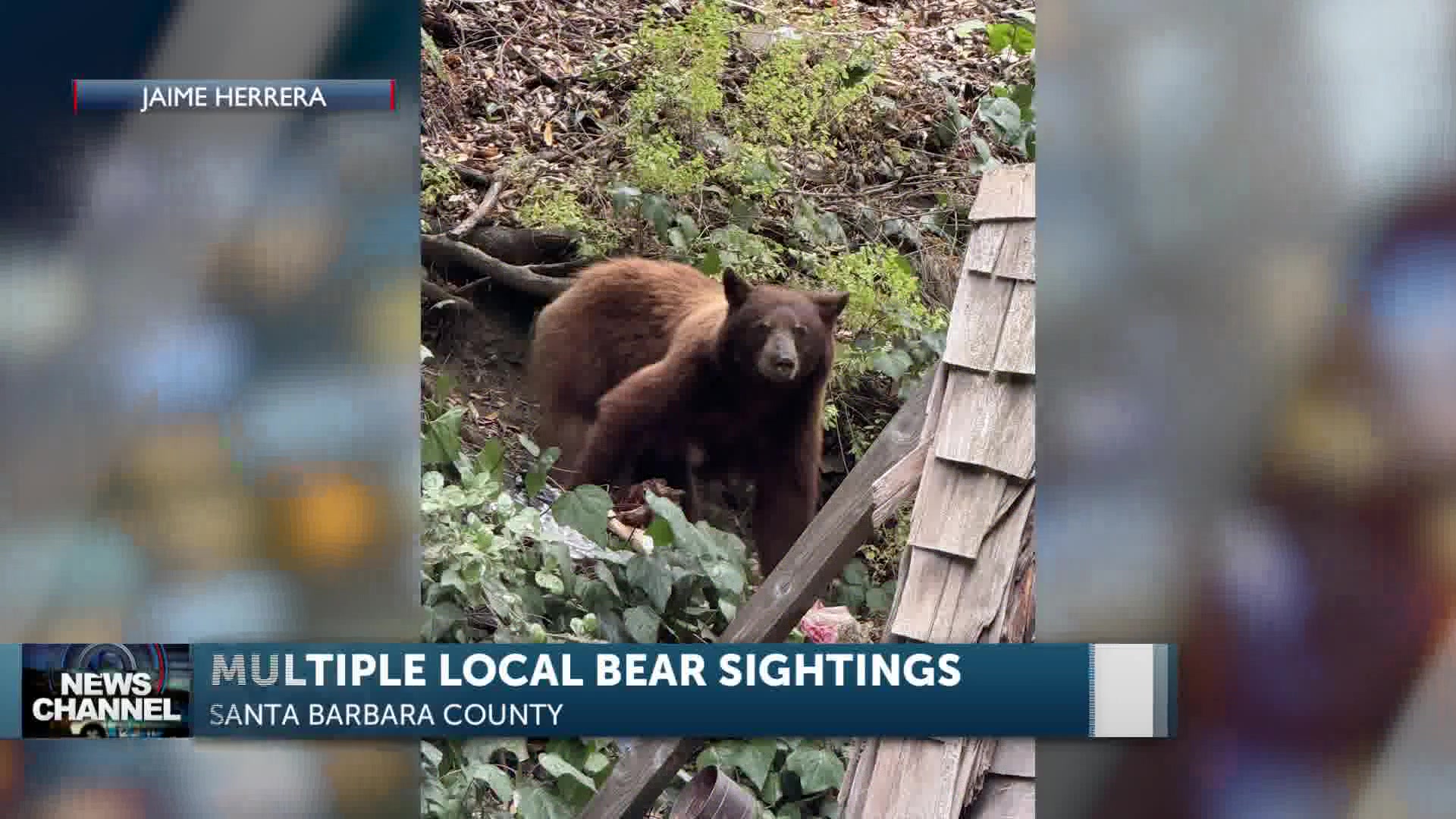 Bear Sightings Becoming More Common but the Public has Given the Animals Space