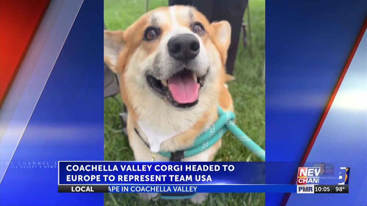 Local Corgi headed to Europe to represent team USA