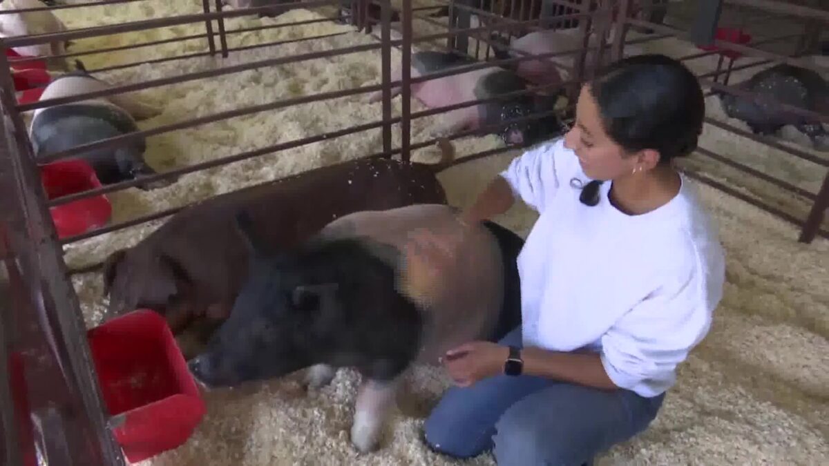 Santa Barbara County Fair welcomes hundreds of agriculture students for annual Junior Livestock Show