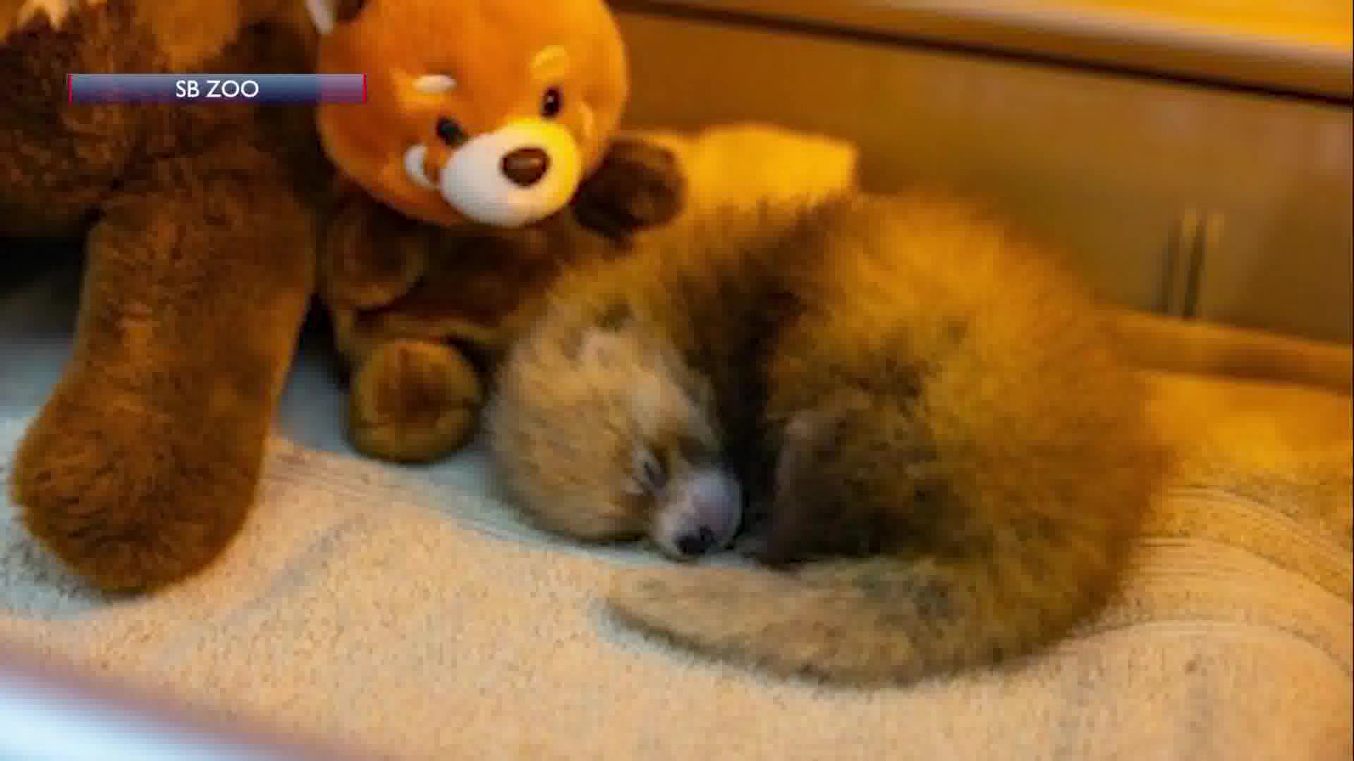 Santa Barbara loses panda cub