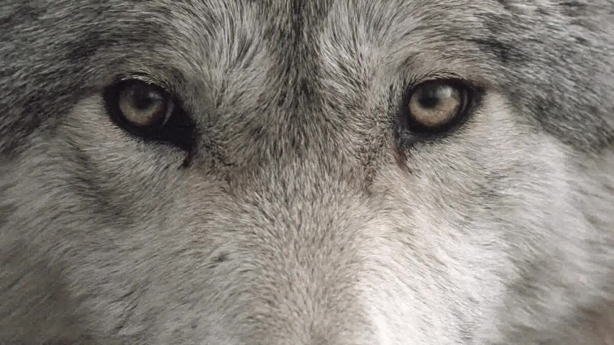 World-Renowned Wolf Researchers Bring Conservation Message to Santa Barbara
