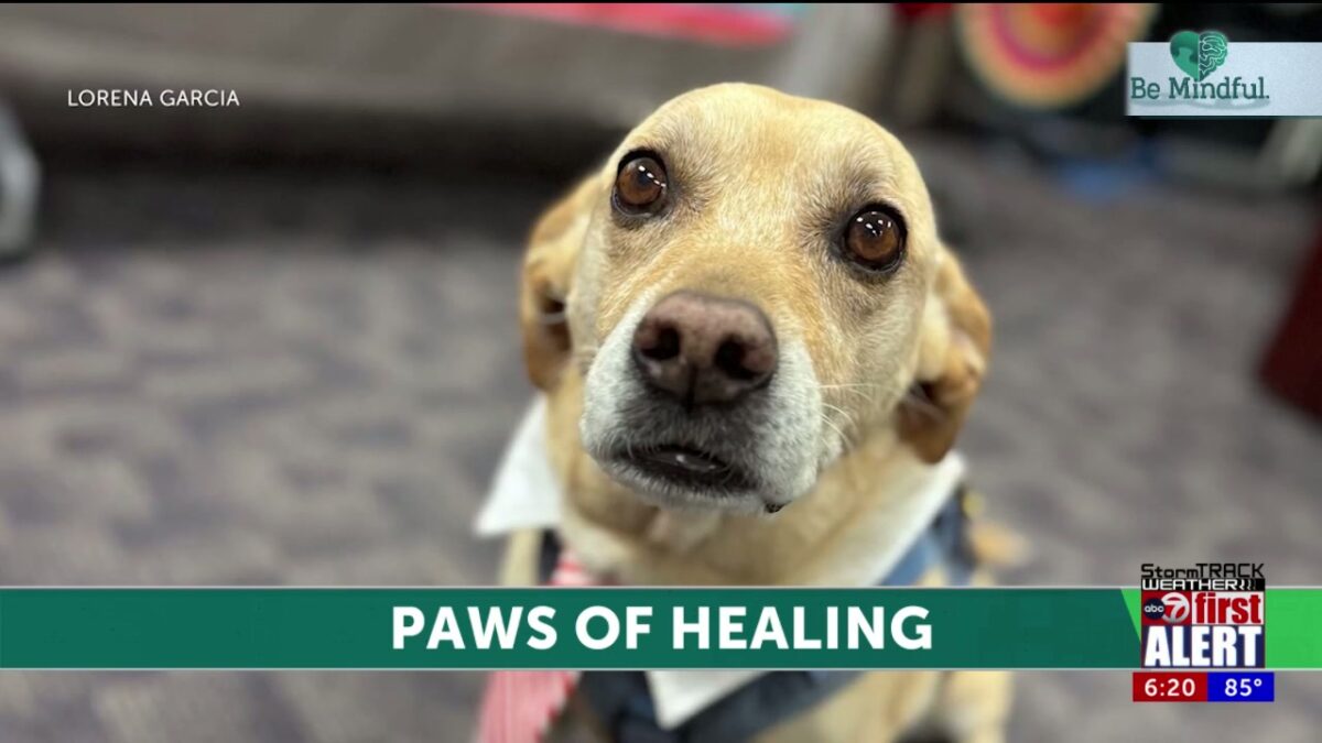 Dog who survived abuse now a therapy animal at El Paso DA’s office