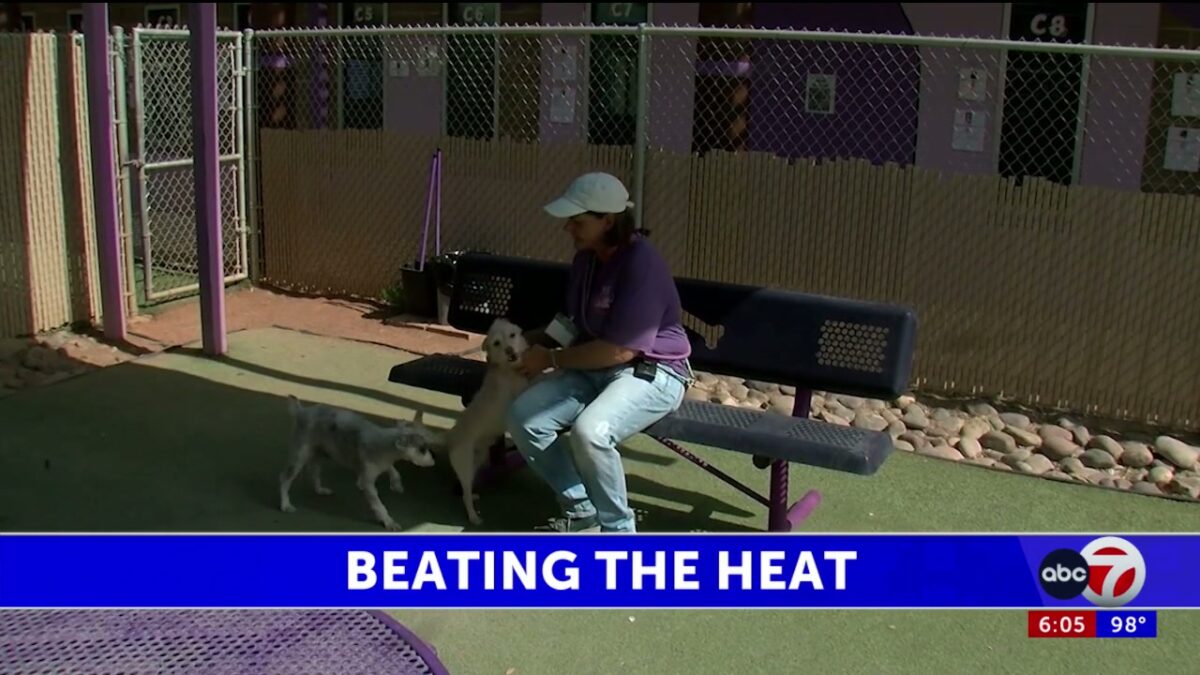 Shelter volunteers help keep dogs cool with cold treats