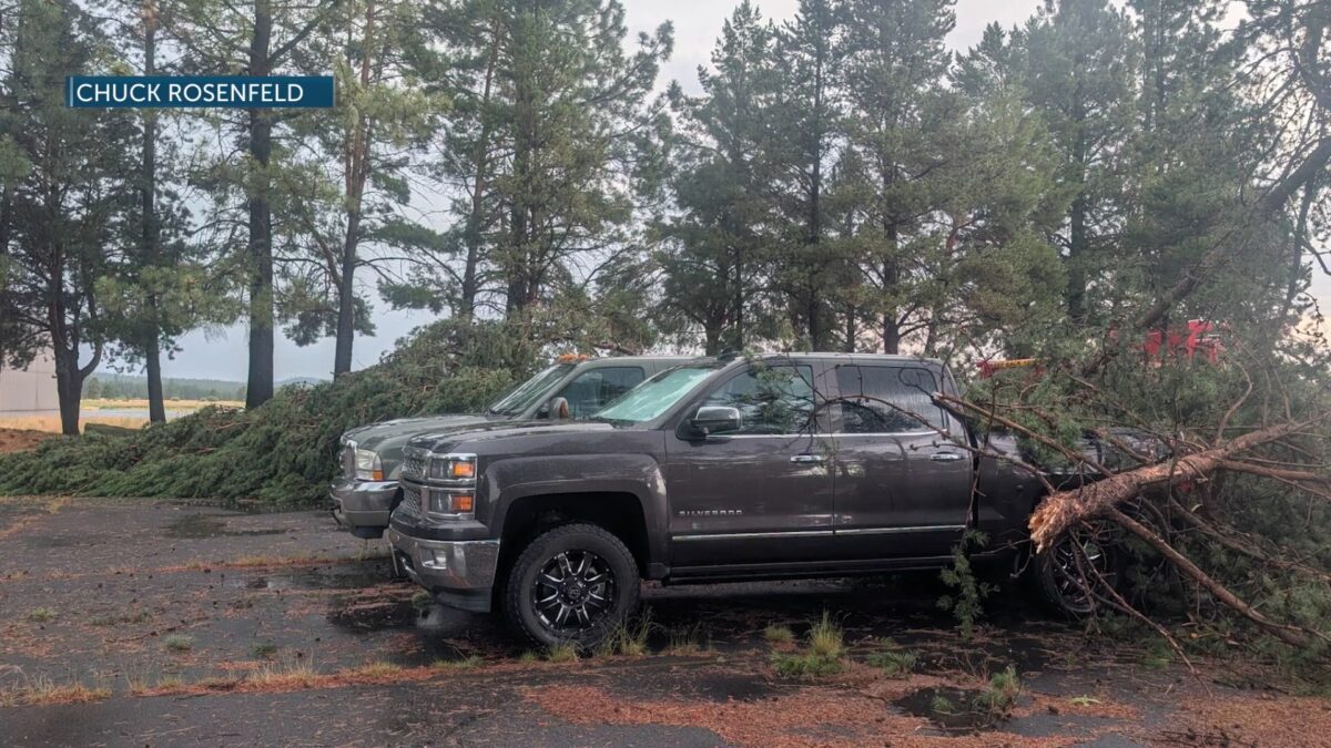 Strong storms down trees
