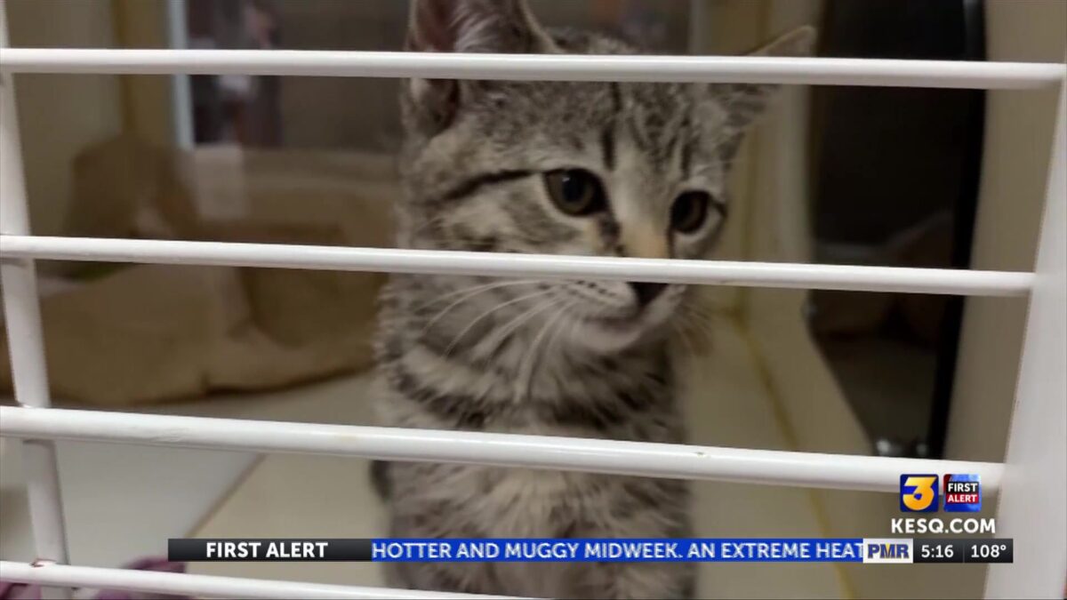Palm Springs Animal Shelter outbreak