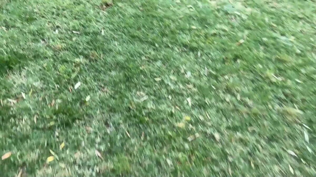 Better Business Bureau: New landscaping scam may be coming to your door