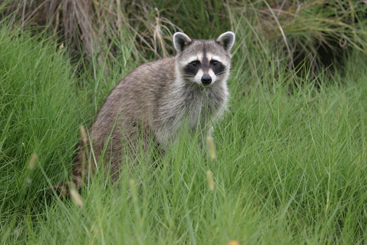 Distemper Outbreak in Pocatello Raccoons urges pet caution for residents