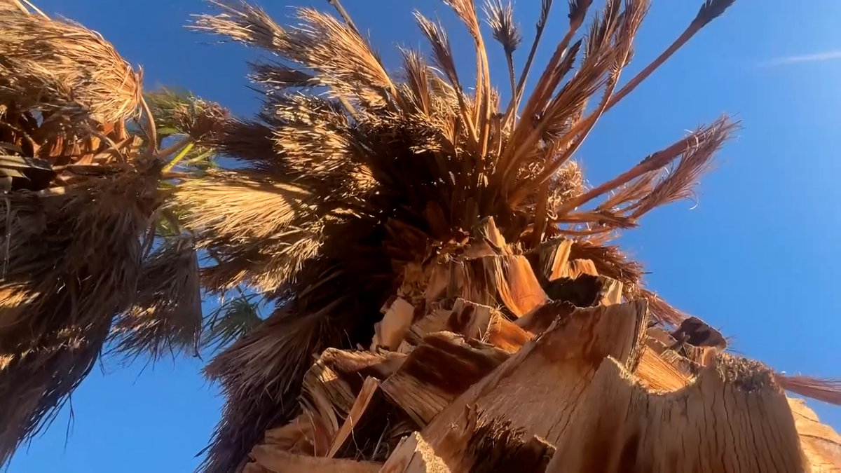 Palm Springs set for annual palm tree maintenance starting