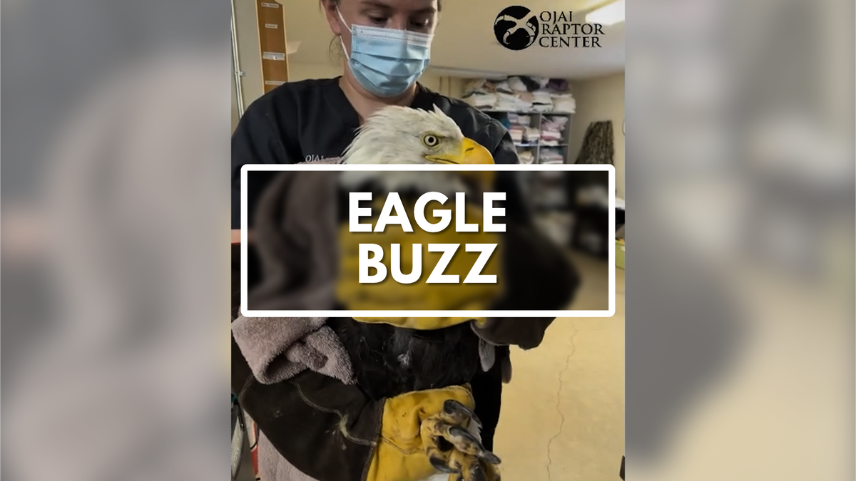 Eagle experts ask public to give space to team assisting recovery of bald eagle