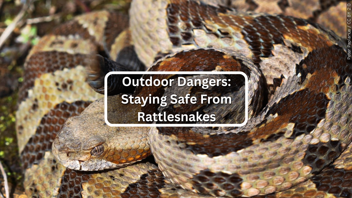 Outdoor dangers: Staying safe when rattlesnakes are more active