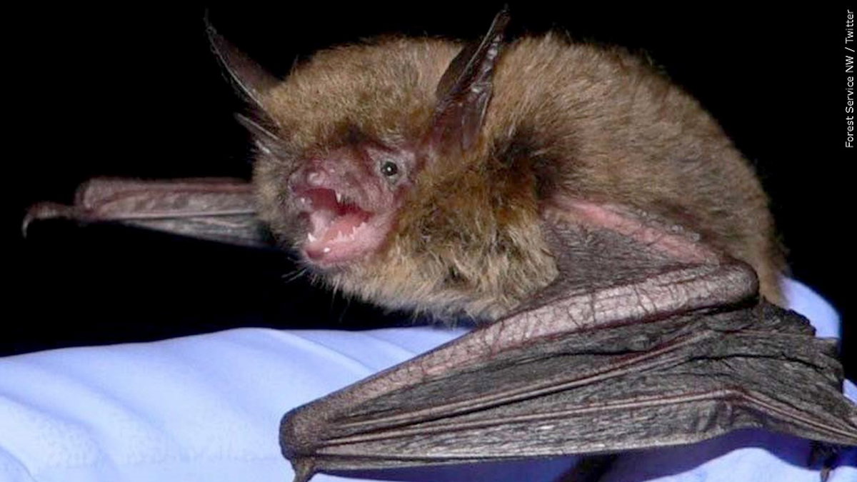 New rabies case confirmed in Mackay