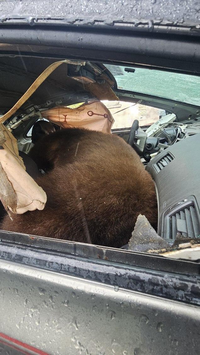 A bear died after becoming trapped inside a car in Colorado Springs.